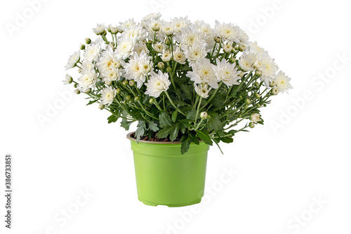 Chrysanthemum multiflora bush in the pot isolated on white.