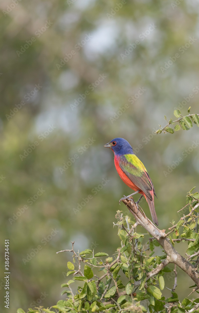 Beautiful painted Bunting in Texas Beautiful painted Bunting in Texas