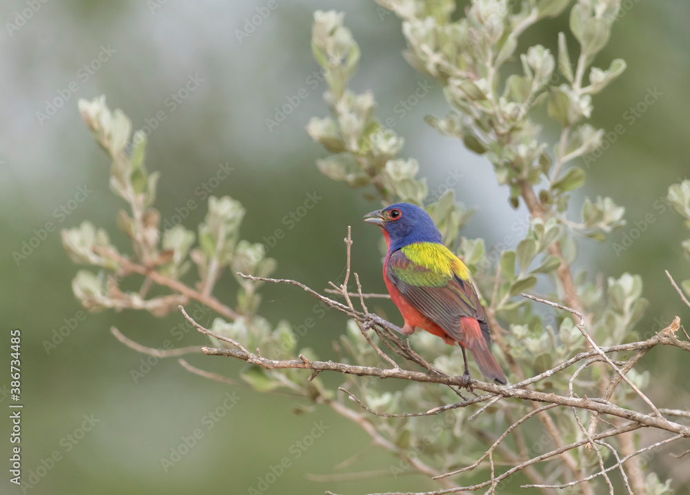 Beautiful painted Bunting in Texas