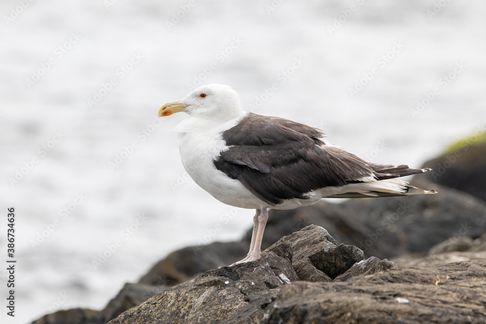 A Great Black Backed Seagull