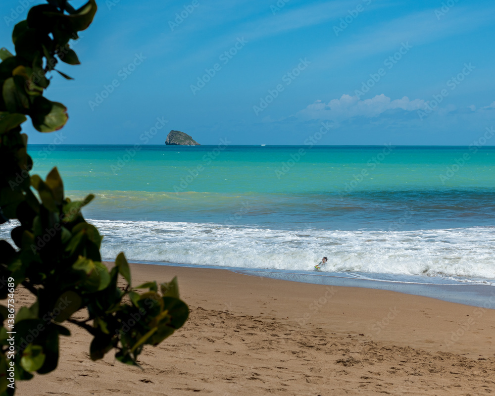 Paysage littoral avec de la végétation tropicale, des raisiniers sur ...