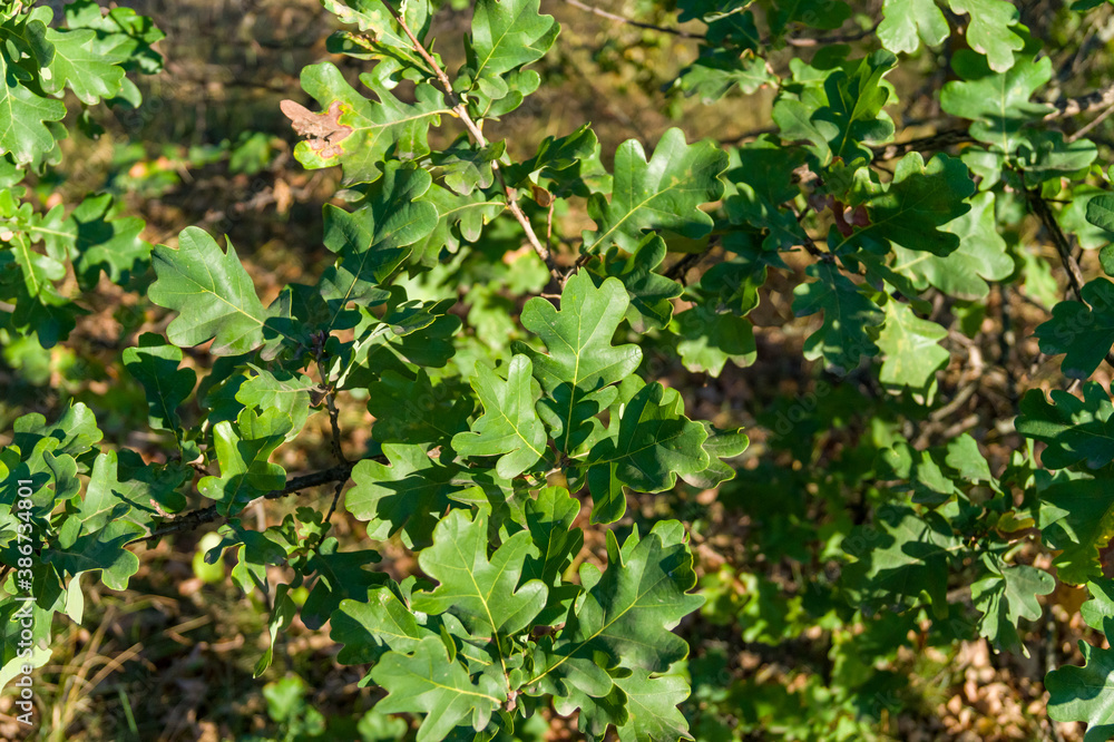 Green oak leaves grow on a tree close up Green oak leaves grow on a tree close up