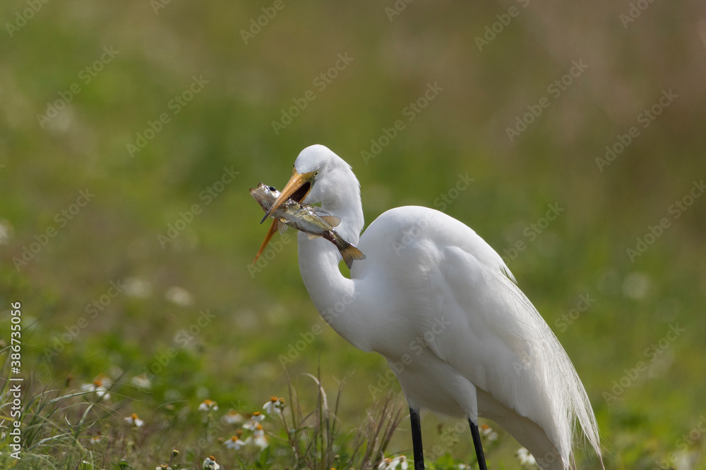 Great White Egret with Fish Great White Egret with Fish