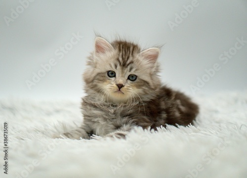 kitten on a white background
