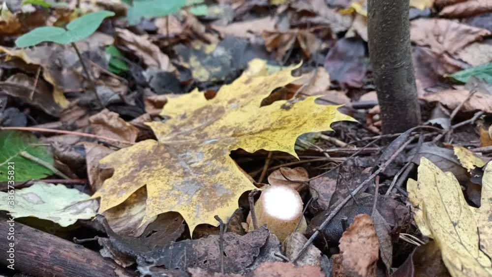Mushroom picker cuts edible forest mushrooms with a knife (Honey mushrooms). These mushrooms grow on birches, stumps in mixed forests. Mushroom picker cuts edible forest mushrooms with a knife (Honey mushrooms). These mushrooms grow on birches, stumps in mixed forests.