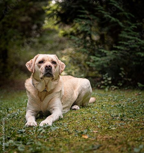 Labrador dog in the forest