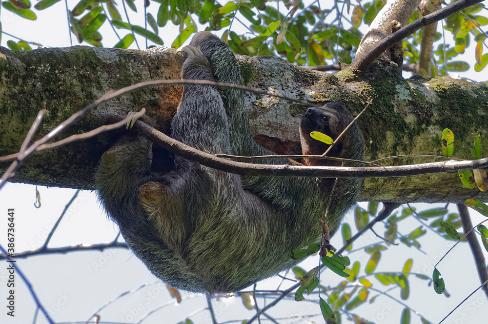 Three-toed Sloth (Bradypus variegatus) at Manuel Antonio Park, Costa Rica