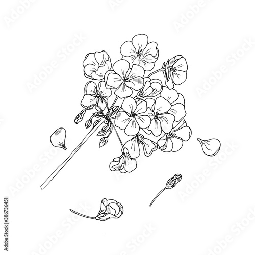 Geranium flower, botanical sketch, outline. Hand drawing ink. Home plants geranium photo