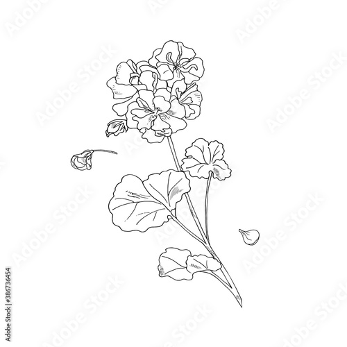 Geranium flower, botanical sketch, outline. Hand drawing ink. Home plants geranium