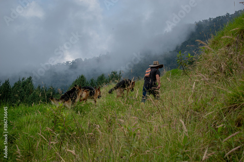 campesino perros 