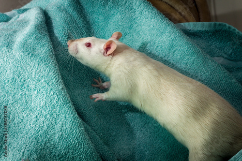 Fancy Pet Rat Sofa