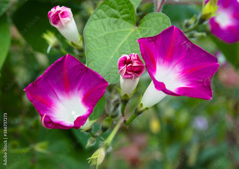 Flowers of a climbing garden plant Bindweed Flowers of a climbing garden plant Bindweed