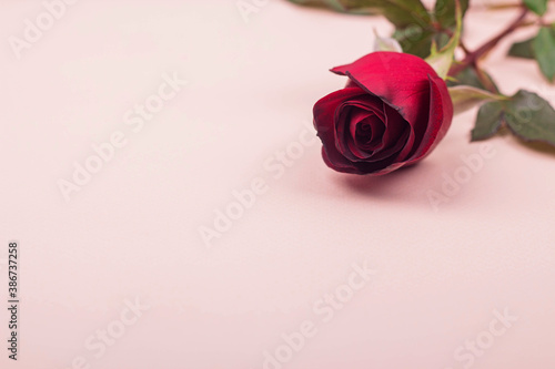 One beautiful red rose lies on a light pink background