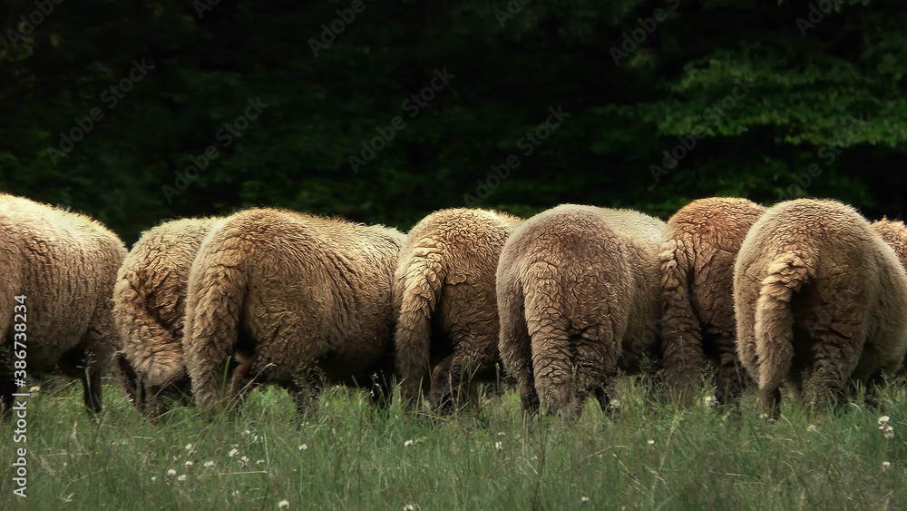 Schafe auf der Flucht