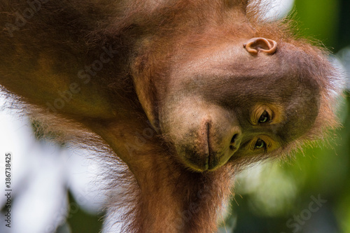 Orangutans in Sepilok, Sabach Borneo Malaysia photo