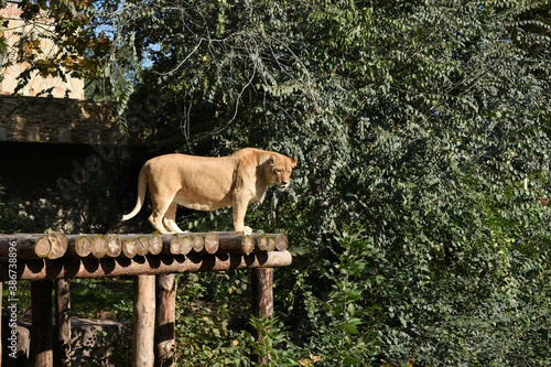 African lioness stands on logs.