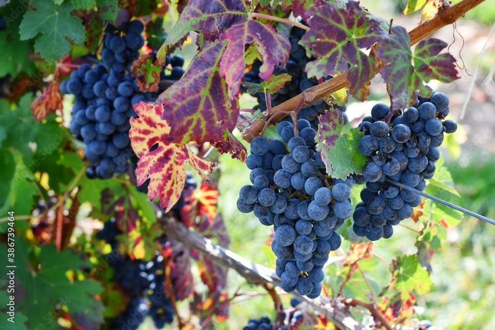 Wine grapes growing on the vine