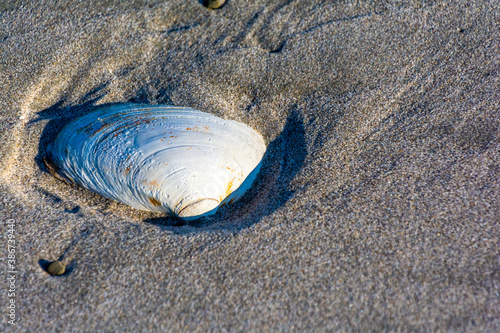 Canvas Print Seashells on the Beach
