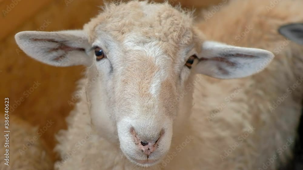 A young white RAM looks directly into the camera, portrait. A RAM in a pen on a farm. A young white RAM looks directly into the camera, portrait. A RAM in a pen on a farm.
