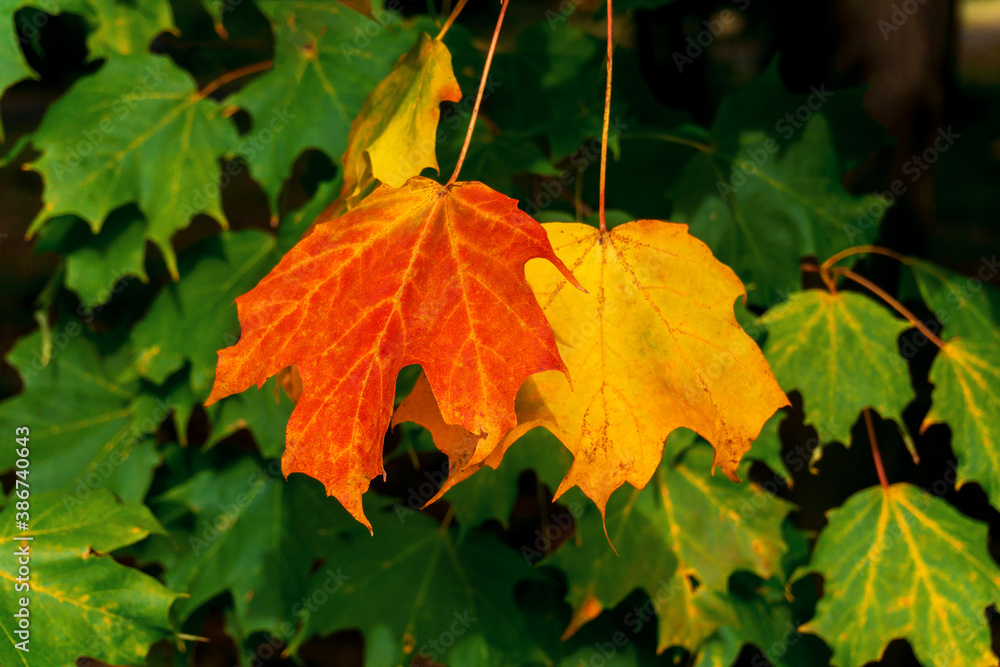 A red and a yellow maple leaf on a branch against background of green foliage. Bright leaves illuminated by the sun. Selective focus. A red and a yellow maple leaf on a branch against background of green foliage. Bright leaves illuminated by the sun. Selective focus.