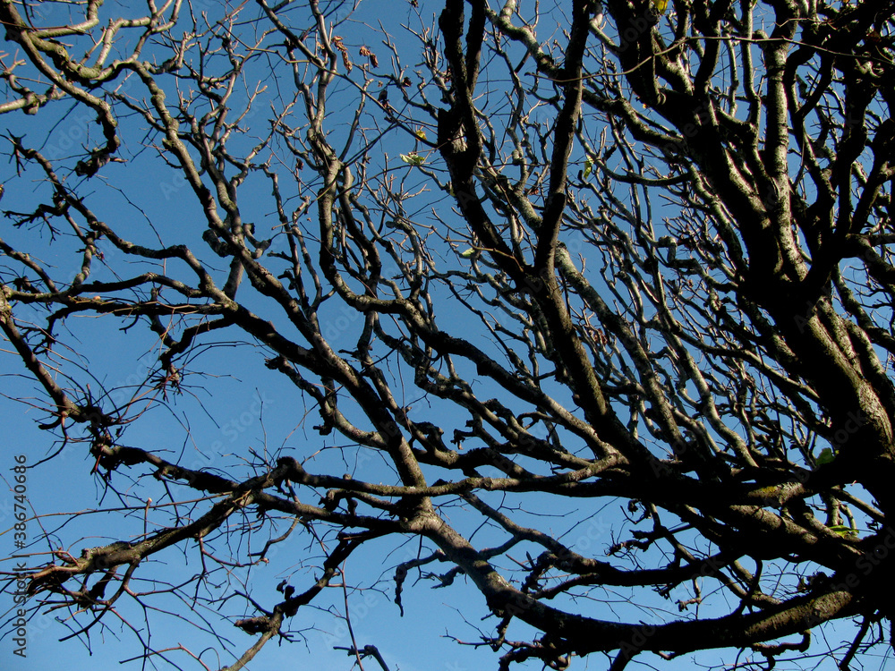 Cut into a cubic form of tree Branches without foliage Cut into a cubic form of tree Branches without foliage