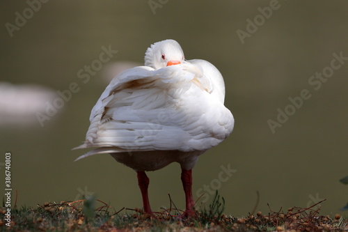 Shy Goose