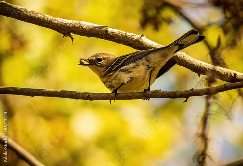 Warbler Eating Berries During Fall Migration
