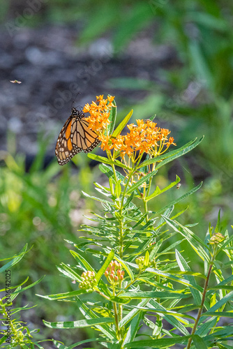 Orange monarch butterfly perched on orange milkweed flower in summer in garden