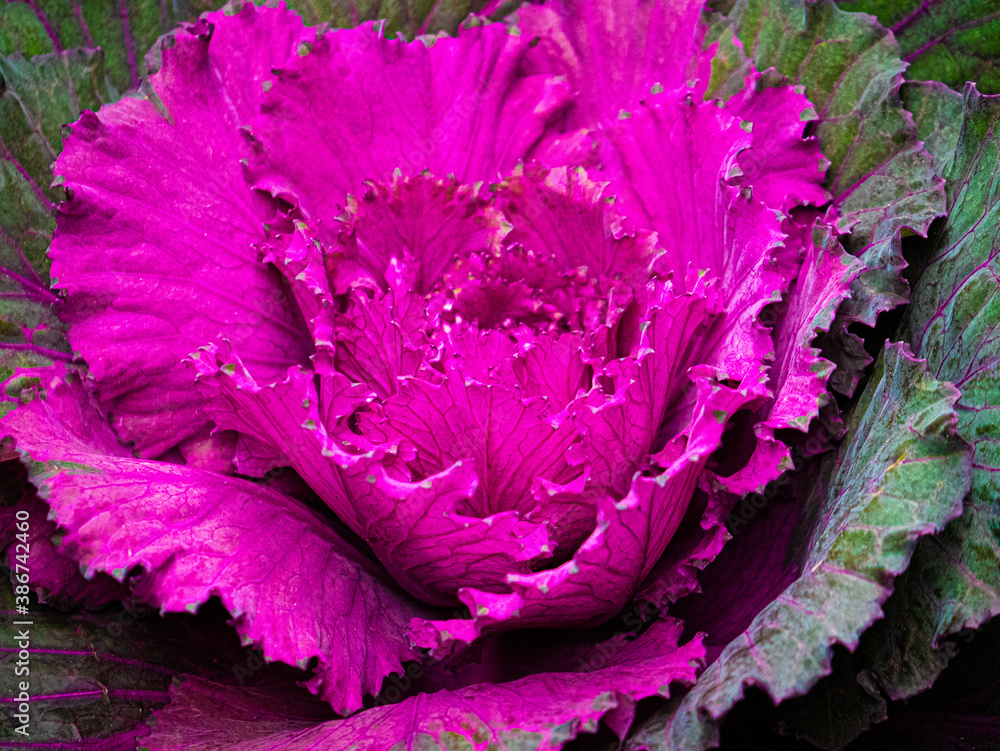 red cabbage flower close up