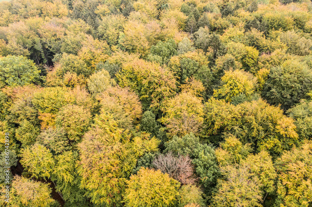 drone photograph of a mixed forest from above in autumn drone photograph of a mixed forest from above in autumn