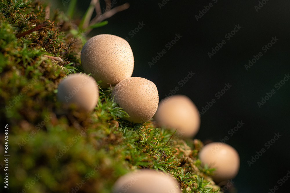 on rotten mossy old tree trunk grow many small tree fungi in autumn on rotten mossy old tree trunk grow many small tree fungi in autumn