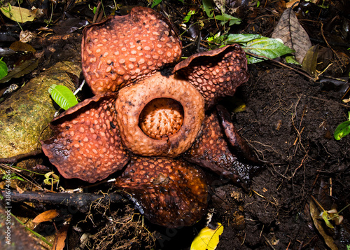 Rafflesia tuan-mudae, Gunung Gading National Park, Sarawak, Malaysia photo