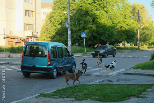 Photography Car attacking stray mad dogs on the road