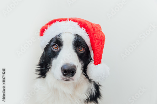 Funny studio portrait of cute smiling puppy dog border collie wearing Christmas costume red Santa Claus hat isolated on white background. Preparation for holiday Happy Merry Christmas 2021 concept