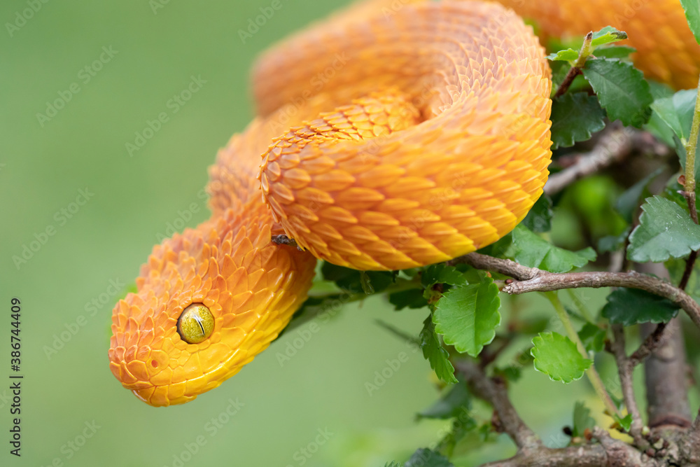 Venomous Bush Viper Atheris Squamigera Tree Stock Photo by ©xtrekx 568641852