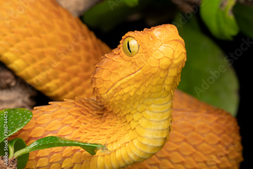 Fotografie Venomous Bush Viper snake in tree (Atheris squamigera) female