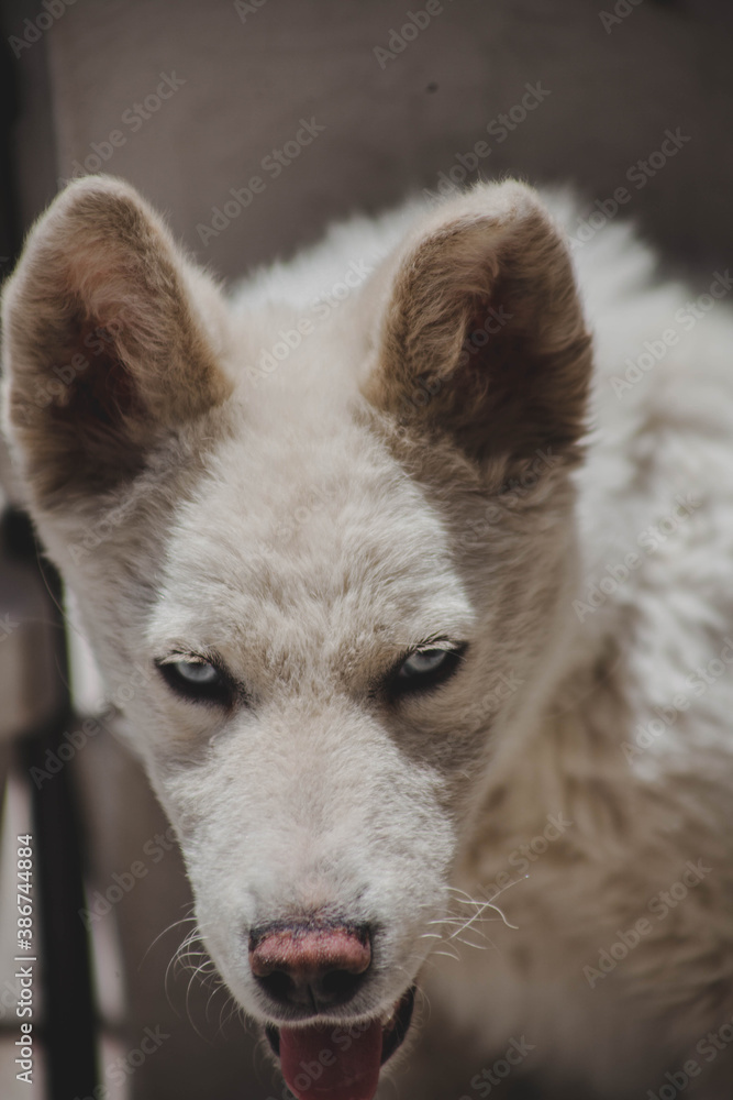 Obraz premium Demonio Blanco.