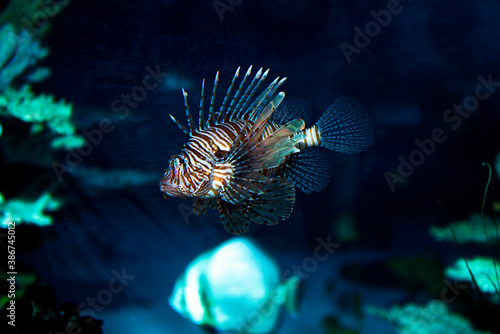A beautiful small fish swims in an aquarium.