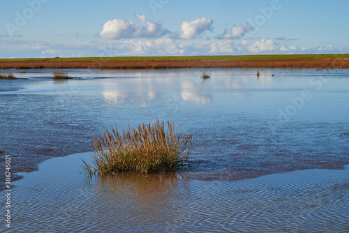 a tuft of beach grass stands in the mudflats at Langwarder Groden and is surrounded by shallow water in which the blue sky is reflected