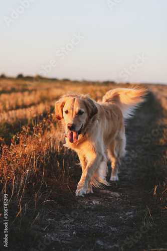 Golden Retriever dans les champs