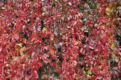 Foliage in the Stelvio National Park,  red and yellow leaves