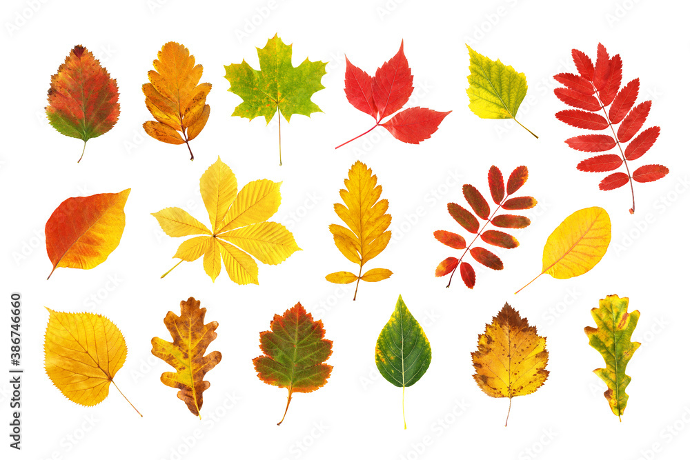 Colorful and bright autumn leaves collection isolated at white background. Foliage herbarium set. Leaf patterns.