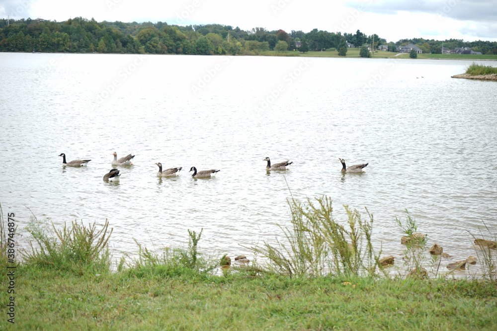 bird, water, lake, nature, birds, geese, goose, wildlife, swan, animal, duck, pond, wild, river, ducks, white, reflection, swimming, canada, animals, swans, grass, feather, family, flock bird, water, lake, nature, birds, geese, goose, wildlife, swan, animal, duck, pond, wild, river, ducks, white, reflection, swimming, canada, animals, swans, grass, feather, family, flock