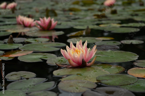 Canvas Print pink water lilies