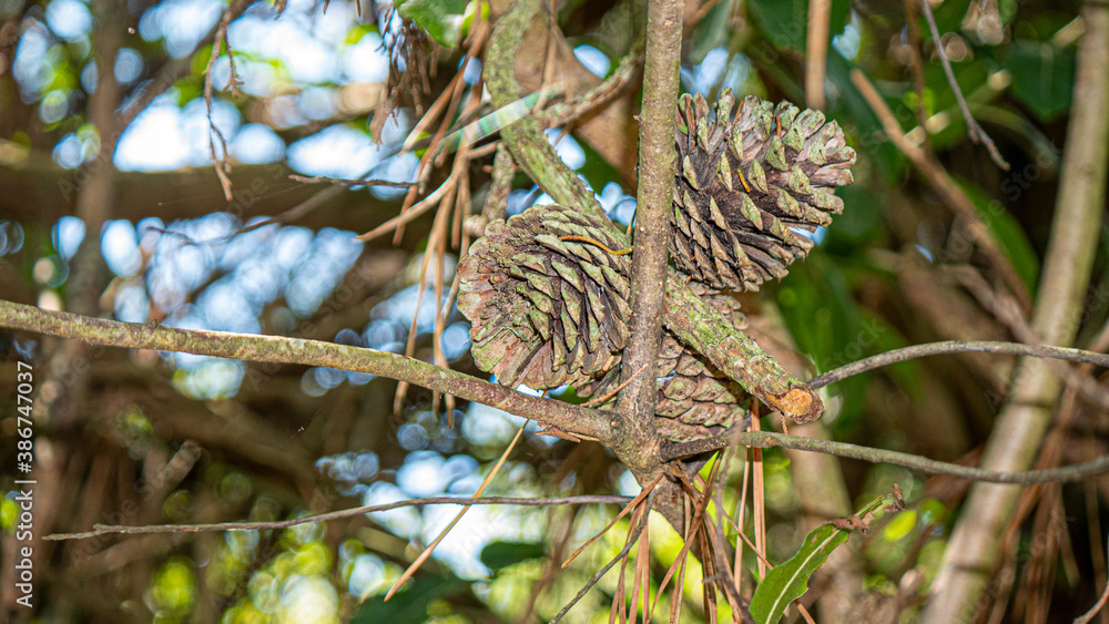 Fototapeta premium pine cone in the TREE