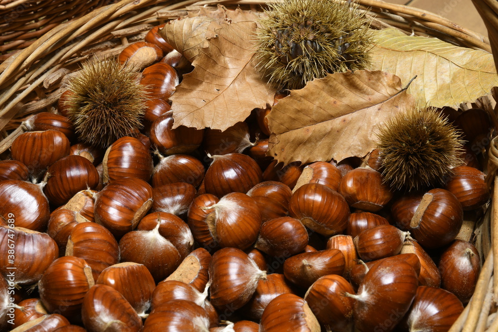 freshly picked chestnuts in wicker basket with leaves and curls freshly picked chestnuts in wicker basket with leaves and curls