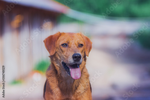 Close-up portrait of a happy contented dog on a sunny day © pushkareva_daria
