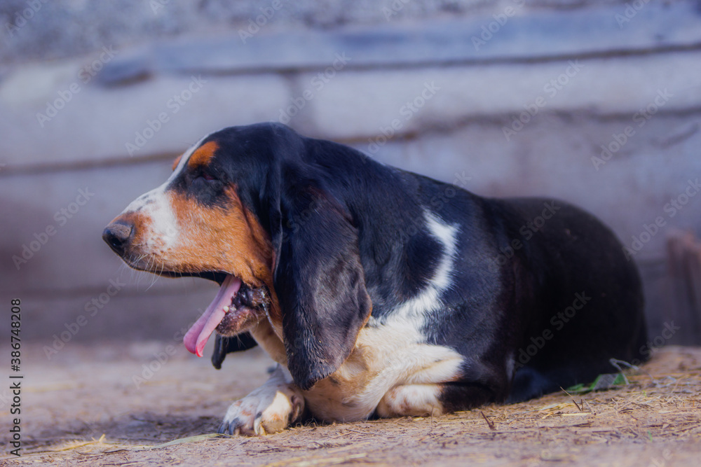 Happy basset hound resting in summer Happy basset hound resting in summer