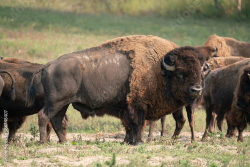 Standing American Bison