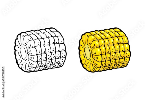 Ripe cob of corn peeled from the leaves. Vector vintage engraving
